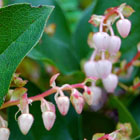 Close up of Salal